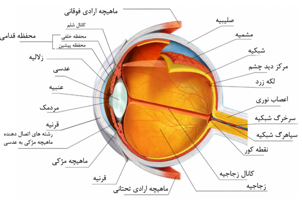 Eye1-600x429